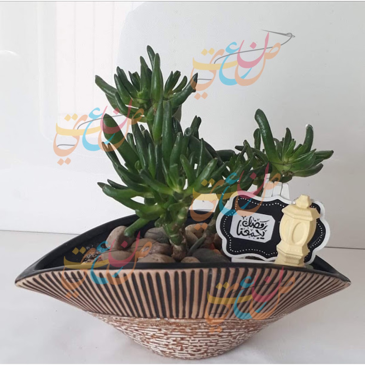 Cactus Plants Handmade decorated For Gifts
