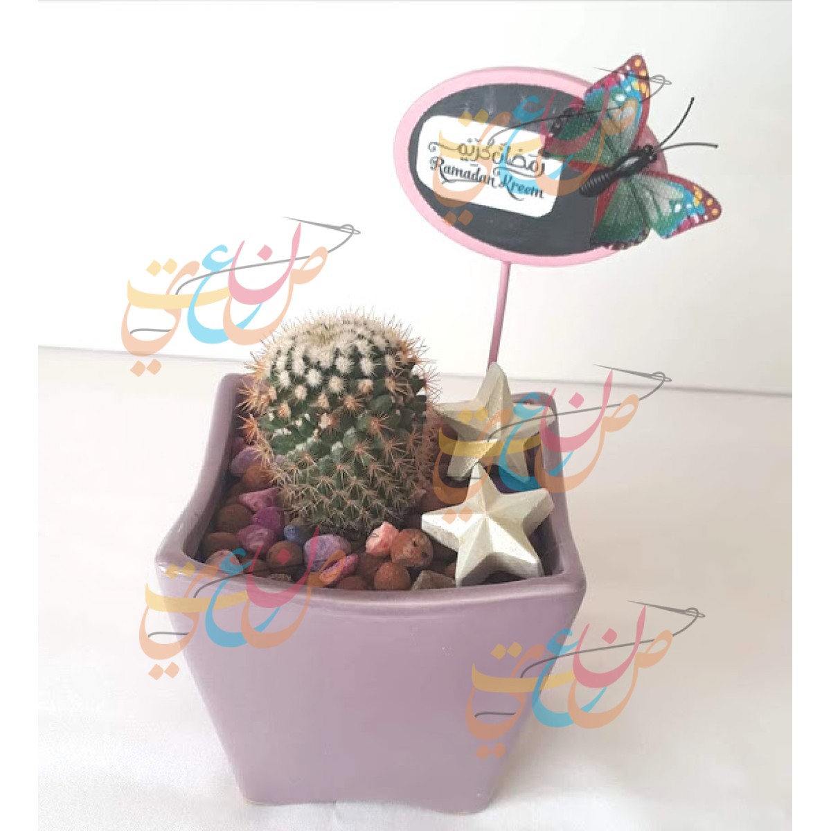 Cactus Plants Handmade decorated For Gifts